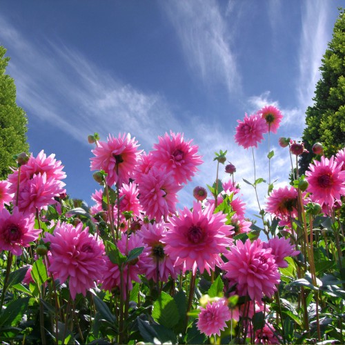 Dahlias 